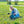 Pusteblume Löwenzahn-Likör